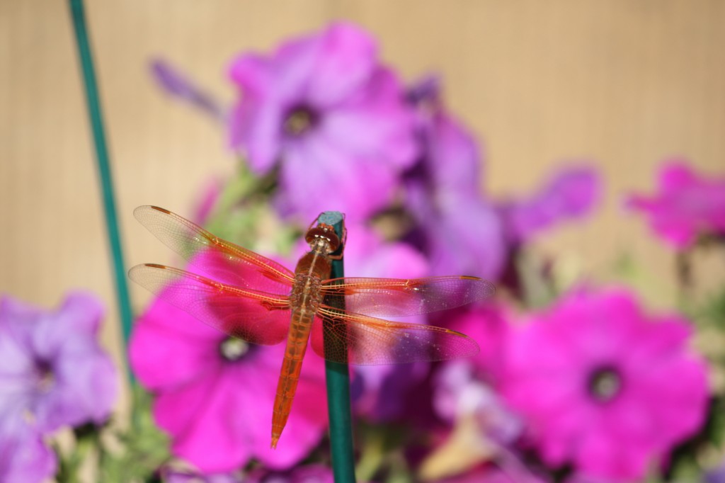 Transparent dragonfly on purple petunias